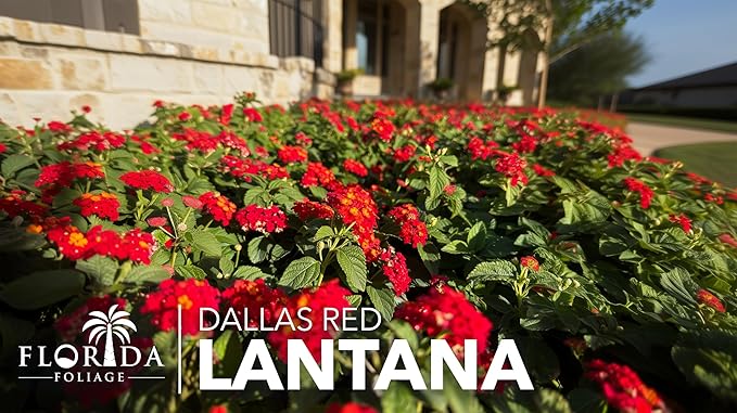 Lantana Dallas Red | 10 Live Plants | Lantana Camara | Flowering Perennial | Garden Colorful Bloom | Hardy Outdoor Decor | Vibrant Red Flowers
