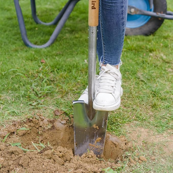 Berry&Bird Trenching Shovel, Garden Drain Spade Shovel with Wood Handle, 42.5" Stainless Steel Gardening Planting Spade, Heavy Duty Root Cutter Shovel Trench Shovel for Digging Transplanting & Edging