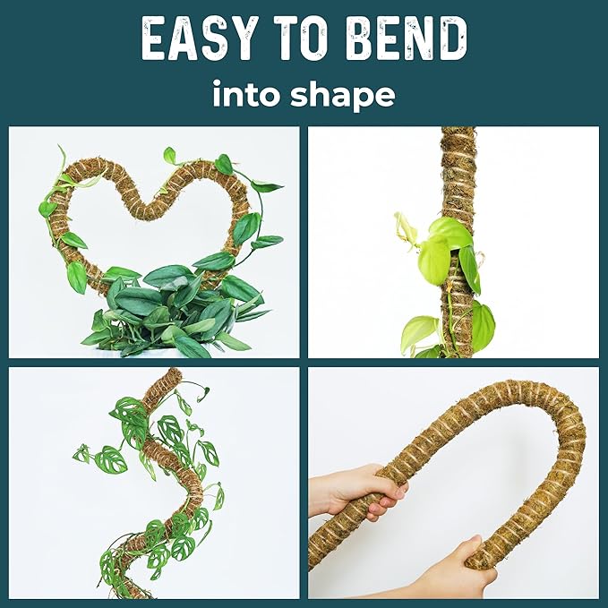 2 Pack 42'' Bendable Moss Pole Monstera Plant Support - Real Forest Moss for Climbing Indoor Plants - Stakes for Potted Climbers - Tall Sticks Indoor Trellis for Houseplants - Pot Accessories
