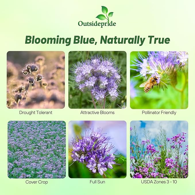 Outsidepride Lacy Phacelia Seeds for Planting - 5000 Pcs Annual, Drought-Tolerant Wildflower Seeds w/Light Violet Flowers, Ideal for Pollinator Gardens, Erosion Control, & Attracts Bees & Butterflies