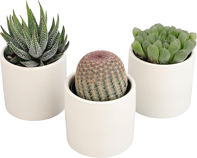 Plants for Pets Live Low Light House Plants in Ceramic Succulent Pots (3 Pack), Gasteria Succulent Plant and Cactus Plants Live with Potting Soil, Haworthia Succulents for Indoor Growing Home Décor