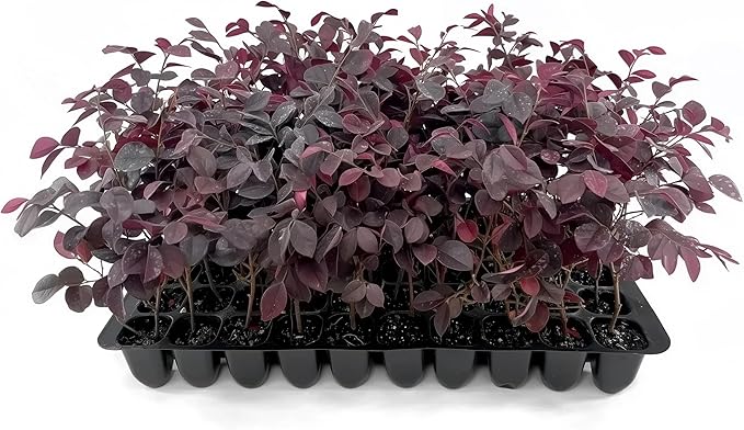 Loropetalum Carolina Midnight | 20 Live Plants | Loropetalum Chinense | Purple Foliage Shrub | Ornamental Landscape Bush | Fast Growing Plants