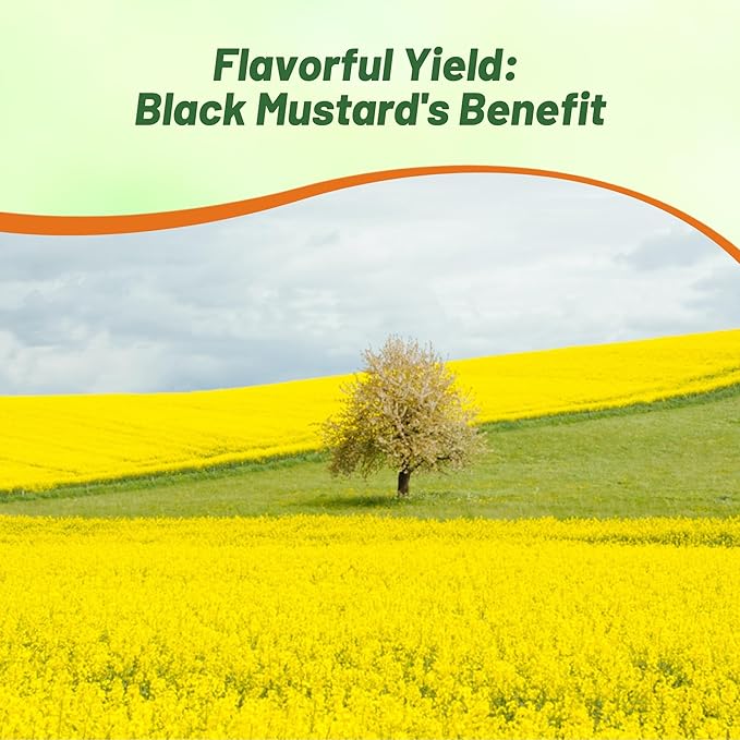 Outsidepride Black Mustard Seeds - 10000 Pcs Nutrient-Rich, Flavorful Annual Microgreen Seeds for Planting, Easy-to-Grow, Ideal for Indoor & Outdoor Cultivation, Soil & Hydroponic Systems