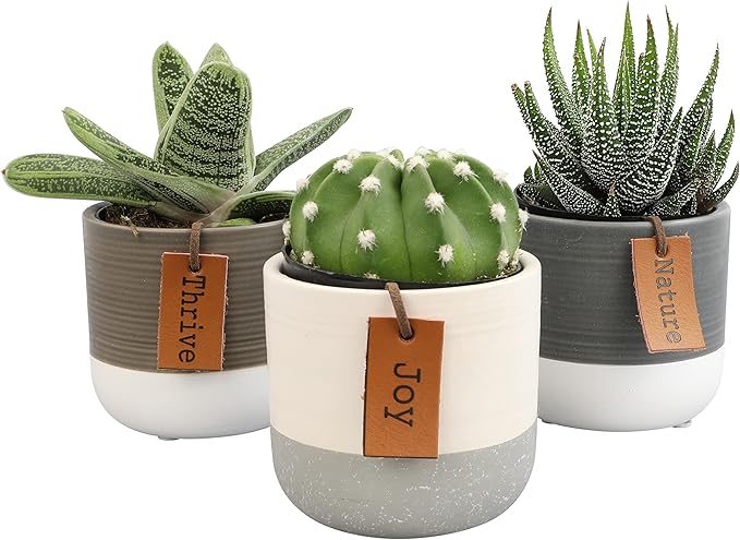 Succulents Plants Live in Plant Pot Set (3 Pack), Succulent Cactus Plants Live Plants, Indoor Plants Live Gardening Gifts for Plant Lovers, Live Succulents Plants Live Houseplants by Plants for Pets