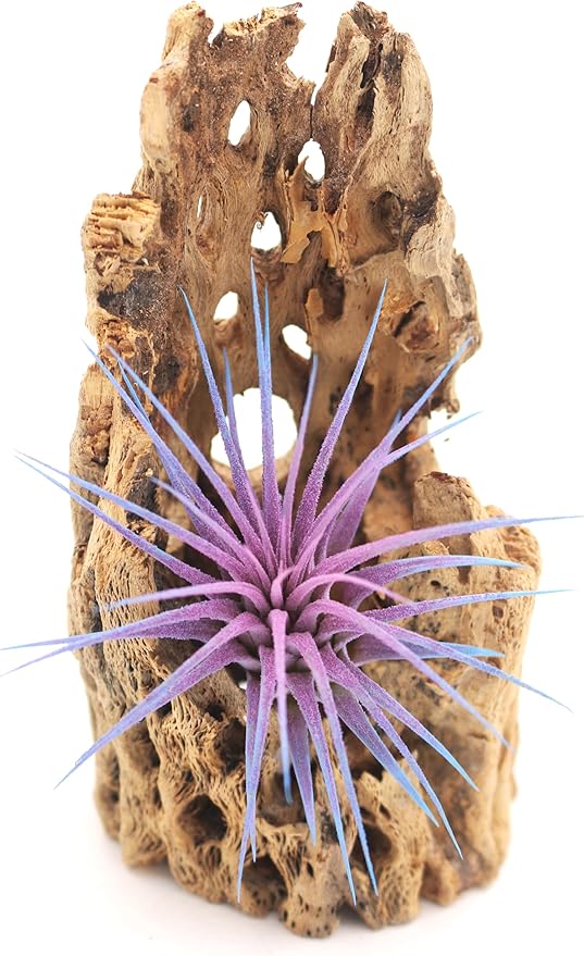 Live Extra Large Tillandsia Ionantha Guatemala Enhanced Colored Colorful Air Plant 3+ inch Easy Care Indoor Outdoor Home Decor Gift Airplant Awesome Industries Live Arrival Guaranteed (Twilight XL)