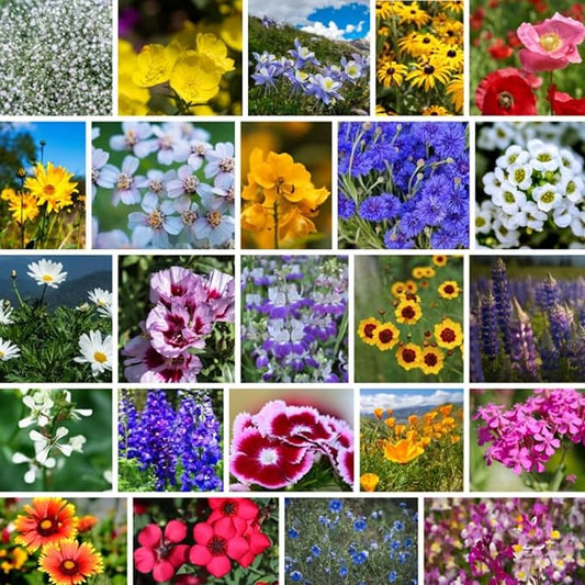 Pacific Northwest Wildflower Seeds for Planting - 4 Oz ~160,000+ Non-GMO Seeds - 25 Varieties Including Lupine, Columbine, Baby Blue Eyes & More - Pollinator Friendly Bulk Mix