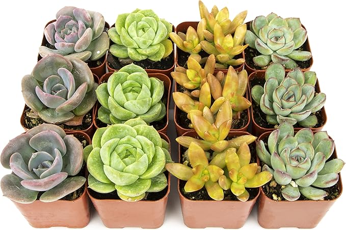 Succulents Plants Live (12PK) Potted Succulent Plants Live House Plants, Cactus Plants Live Plants Indoor Plants Live Houseplants, Indoor Plant Succulents Live Plant House Plant by Plants for Pets