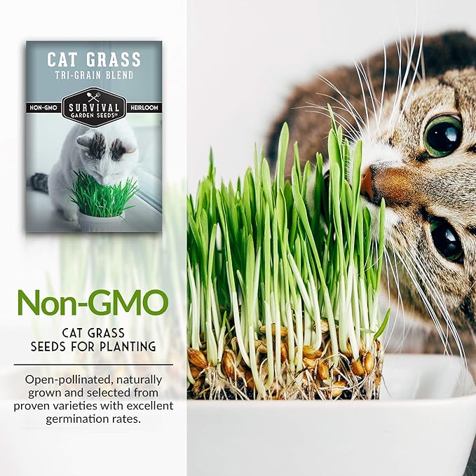 Cat Grass Seed for Planting - 5 Packets with Instructions to Plant & Grow Greens for Your Pet Indoors or Outdoors in a Container or Garden - Non-GMO Heirloom Variety - Survival Garden Seeds