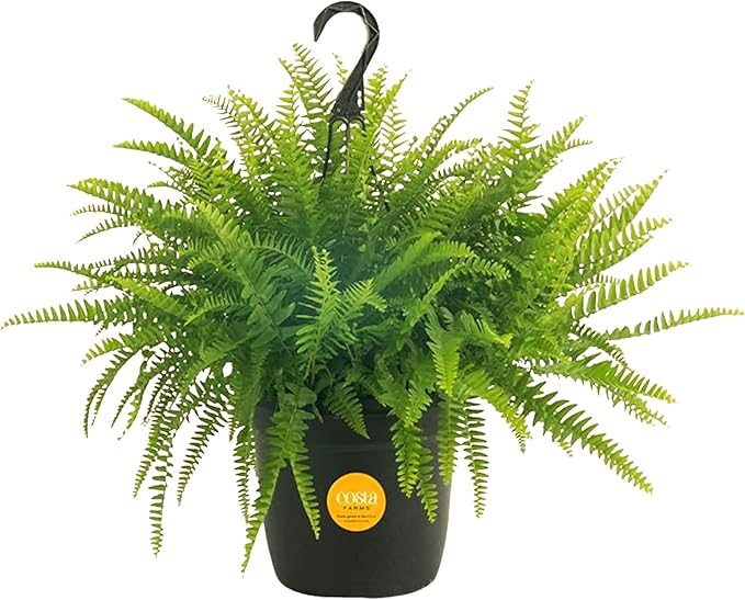 Costa Farms Boston Fern Live Plant, Outdoors or Indoor Houseplant in Hanging Basket Planter, Ferns Soil Mix, Real Plants Gift, Housewarming, Patio, Balcony, Front Porch Decor, 1-2 Feet Tall and Wide