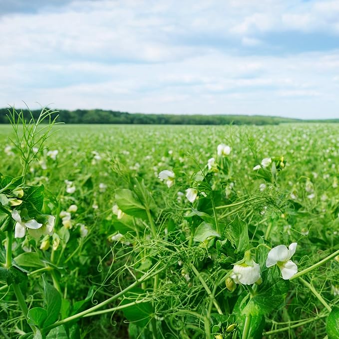 Outsidepride Dundale Spring Field Peas Seeds - 20 lbs. Annual, High-Protein Legume & Cover Crop Seeds for Forage, Food Plot, Gardens & Pastures - Ideal for Improving Soil Health, & Erosion Control