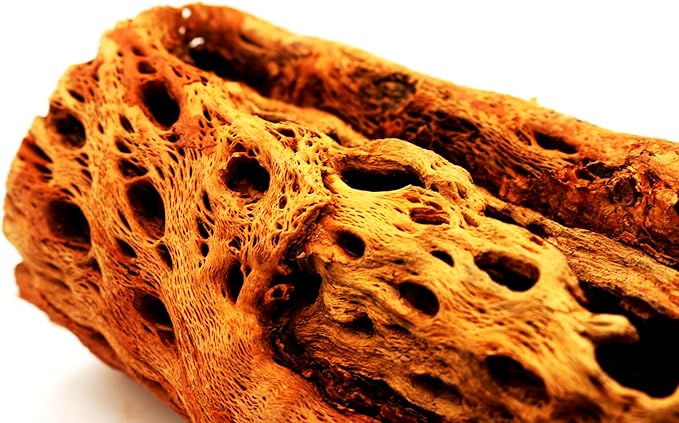 Natural Cholla Wood Chunk Large Air Plant Display Holders Individually Unique Decorative Stands or Holder (Cholla Chunk Extra Large)