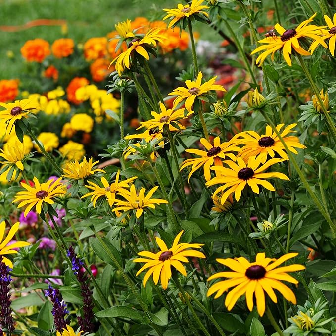 Wildflower Seeds Bulk - Meadow Wildflower Seed Mix, 5 Lbs Bulk, Annual & Perennial Wildflowers Seeds for Planting, Wild Flower & Grass Garden Mixture, Mountain Valley Seed Company