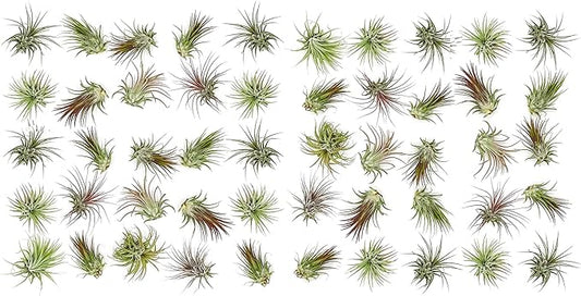 Air Plants Bulk - Tillandsia Ionantha Wholesale Pack, Regular 1-3" - 50ct - Live Arrival Guaranteed - House Plants for Home Decor & Gift