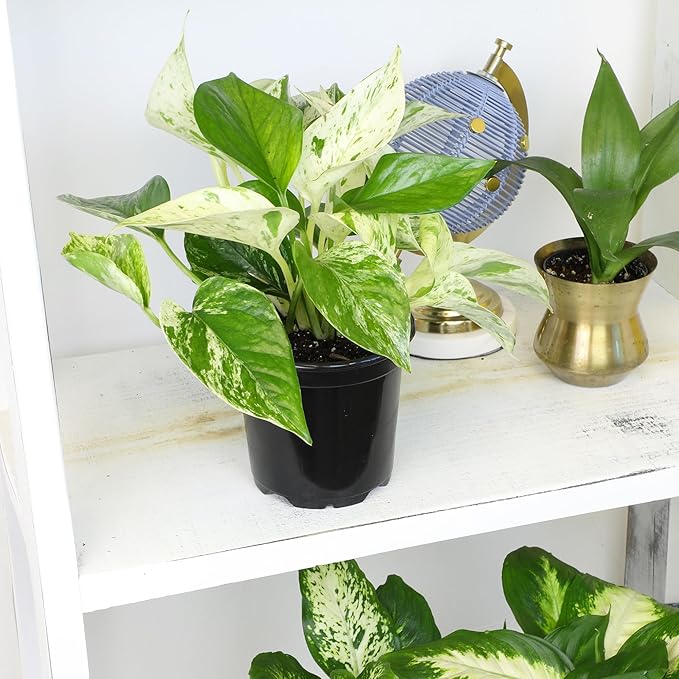 Live Pothos Plants (4PK) Indoor Plants Live Houseplants, Pothos Live Plant House Plants, Money Plant Indoor Pothos Plant Decor, Devils Ivy Trailing Plants Live by Plants for Pets,Black
