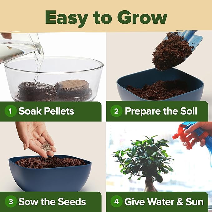 Bonsai Tree Kit - Gifts for Men & Women (Master Kit)