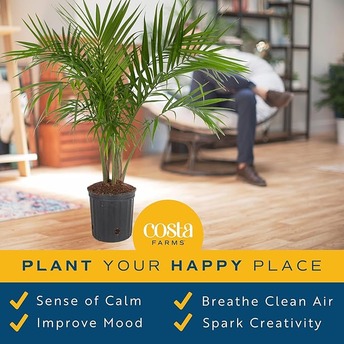 Costa Farms Majesty Palm Tree, Live Indoor Plant Potted in Grower Pot, Tropical Houseplant in Potting Soil, Patio Home Decor or Room Decor, Housewarming, 3-4 Feet Tall