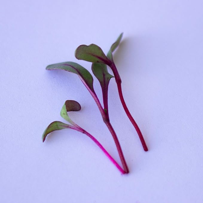Beet Seeds - Red Round - 1 Oz ~1,500 Seeds - Beta vulgaris - Microgreens Seed - Non-GMO, Heirloom, Open Pollinated, Annual