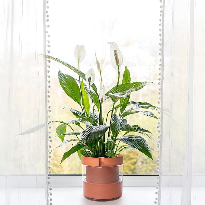 Phoenix Vine 8 Inch Self Watering Planter Pot, Terracotta Clay Pot with Glass Reservoir for Indoor Plants, Herbs, Flowers, Set of 1, 52-A-H-1