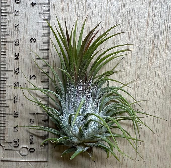 Live Extra Large Tillandsia Ionantha Guatemala Colorful Air Plant 3+ inch Enhanced Color Easy Care Indoor Outdoor Home Decor Gift Airplant by Awesome Industries (Sunset XL)