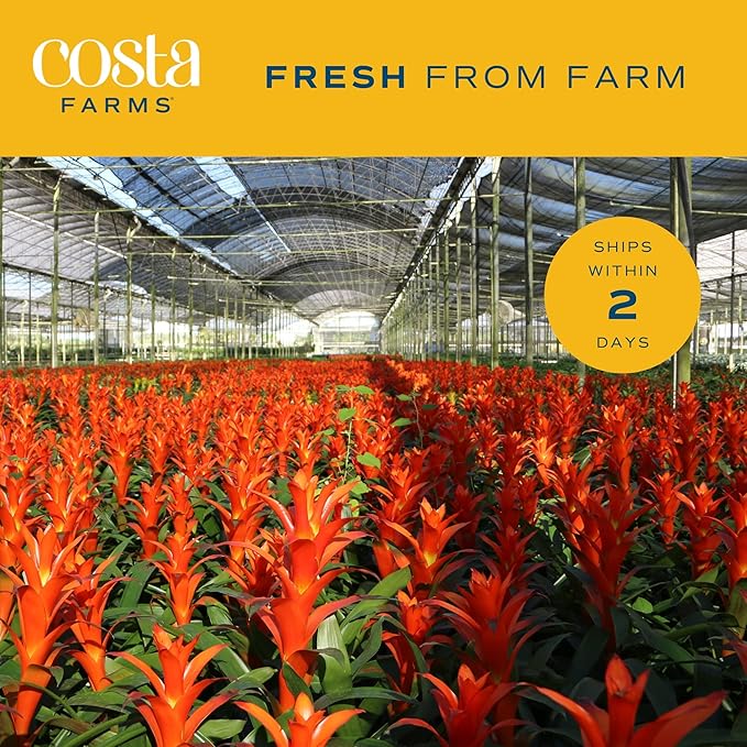 Costa Farms Bromeliad, Flowering Live Indoor Plant in Modern Flower Pot, Houseplant with Flowers in Potting Soil, Grower's Choice, New House Gift, Home or Room Decor, 20-Inches Tall