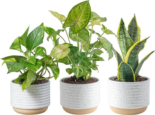 Costa Farms Live Plants (3 Pack), Easy to Grow Real Indoor Houseplants, Air Purifying Plants, Grower's Choice in Home Décor Indoors Plant Pots, New House Gift or Room Décor