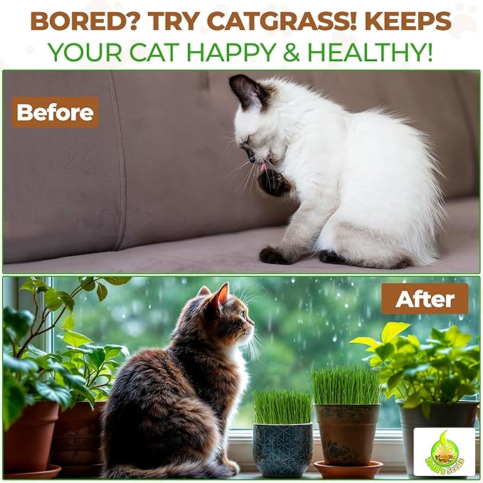 Todd’s Seeds – Cat Grass for Indoor Cats, 1lb Wheatgrass – Premium, Non-GMO, Pet-Safe & Easy to Grow – No Fillers, 100% Chemical-Free