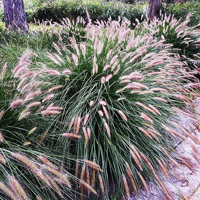 Pack 3 Fountain Grass Plants Live, 5-9 Inch Tall, Ornamental Grasses Live Plants Perennial, Well-Rooted Perennial Grass Clumps (Pink Rose Fountain Grass)