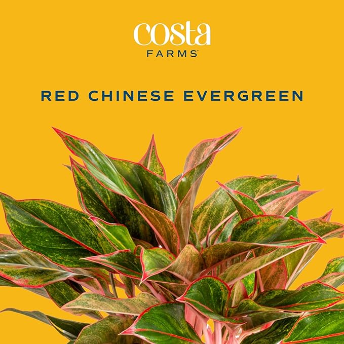 Costa Farms Red Chinese Evergreen Live Indoor Plant, Easy Care Houseplant in Modern Decor Planter, Excellent Housewarming Gift, Unique Home Decor, Room Décor, 15-Inches Tall