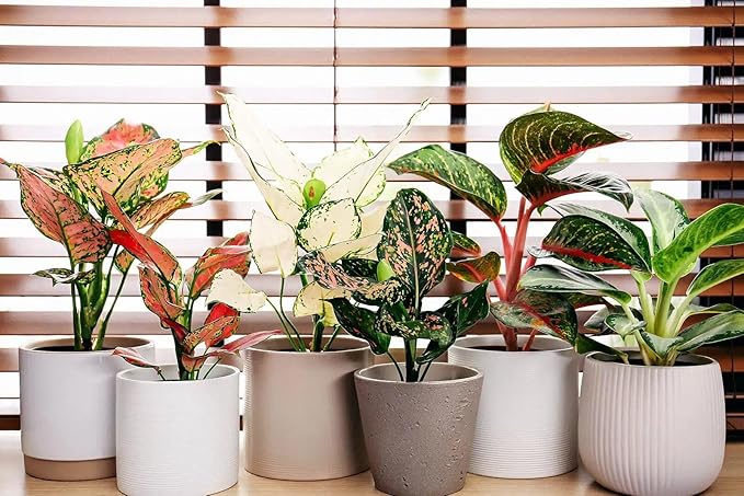 GARDENERA Aglaonema Plant Potting Soil - Enhance Foliage Beauty and Health with Professional Grade Nutrient-Rich Mix - 3 Quart, MAIN-AGLAONEMA-3QT