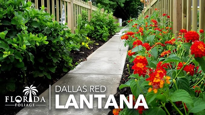Lantana Dallas Red | 1 Large Gallon Size Plant | Lantana Camara | Flowering Perennial | Garden Colorful Bloom | Hardy Outdoor Decor | Vibrant Red Flowers