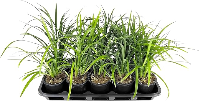 Liriope Super Blue | 1 Live 4 Inch Plant | Liriope muscari 'Super Blue' | Ornamental Ground Cover Plants | Shade-Tolerant Landscaping Perennial
