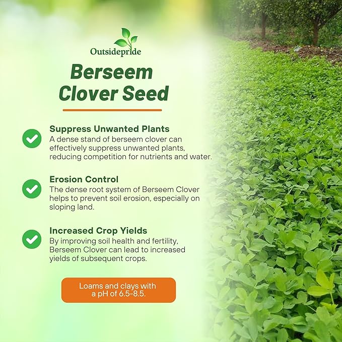 Outsidepride Annual Berseem Clover Seeds for Lawn - 50 lbs. High-Yield, Fast-Growing Clover Cover Crop Seeds for Food Plots, Cattle Forage & Nitrogen-Rich – Ideal for Pastures & Soil Improvement