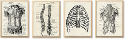 Ohhvvow Human Anatomy Artwork Medical Wall Art Canvas, 8 * 10 Inch Muscle by Ohhvvow