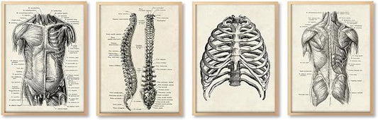 Ohhvvow Human Anatomy Artwork Medical Wall Art Canvas, 8 * 10 Inch Muscle by Ohhvvow