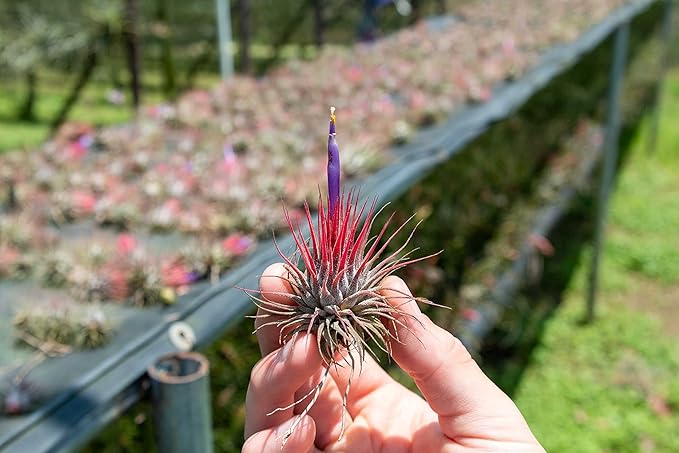 5 Pack Air Plants Assorted Tillandsia Ionantha - Live Succulent House Plants - Available in Wholesale and Bulk - Home and Garden Decor - Easy Care Indoor and Outdoor Plants