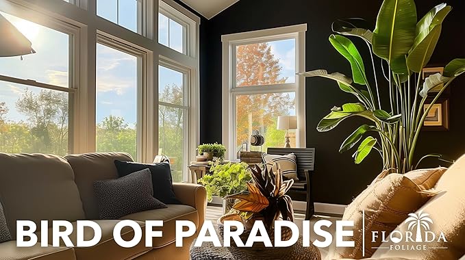 Orange Bird of Paradise | Strelitzia Reginae | 3 Live Plants | Tropical Perennial Blooming Specimen