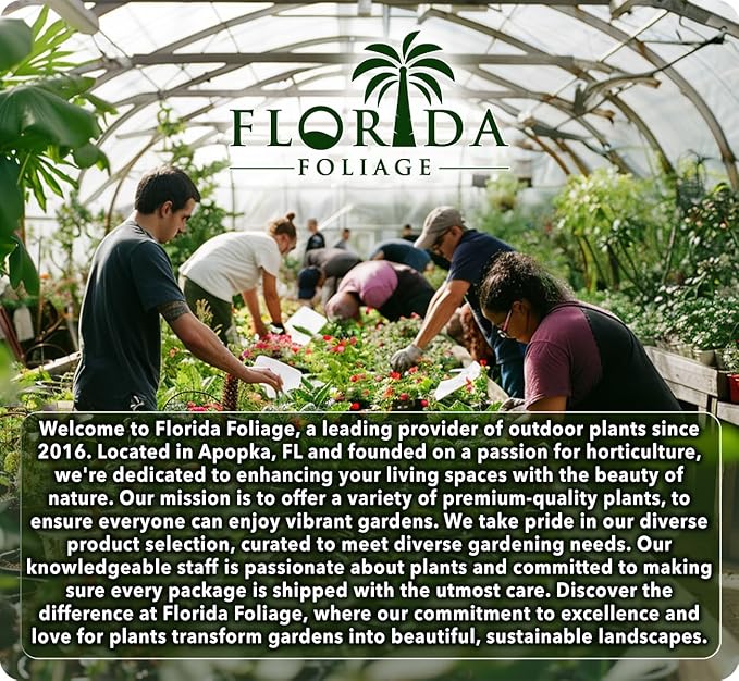 Liriope Super Blue | 3 Large Gallon Size Plants | Liriope muscari 'Super Blue' | Ornamental Ground Cover Plants | Shade-Tolerant Landscaping Perennial