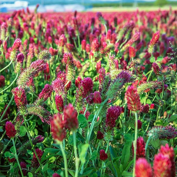 Crimson Clover Seeds (Coated) - 4 oz - Garden Cover Crop, Non-GMO, Open Pollinated, Perennial, Heirloom - Coated for Easy Planting