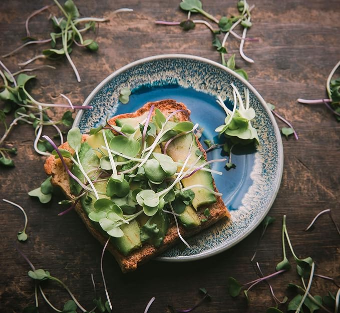 Broccoli Seeds for Sprouting & Microgreens | Waltham 29 Variety | Non GMO & Heirloom Seeds | Bulk 2.5 LB (40 oz) Resealable Bag | Rainbow Heirloom Seed Co.