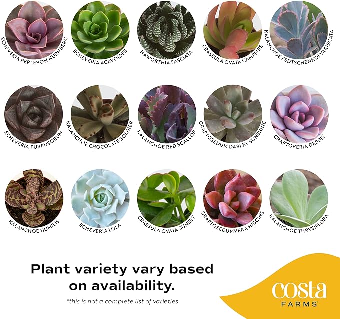 Costa Farms Live Succulent Plants (12-Pack), Mini Succulent Assortment Potted in Nursery Plant Pots, Grower's Choice Indoor Houseplants, Bulk Gift for Baby Shower, Wedding, Party, 2-Inches Tall