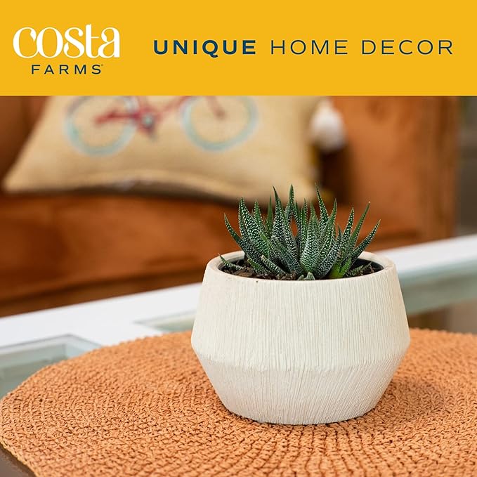 Costa Farms Haworthia Succulent, Easy to Grow Live Plant in Indoor Houseplant Pot, Potting Soil, 4-Inches Tall| Valentines Day Gift | Valentines Day Decoration