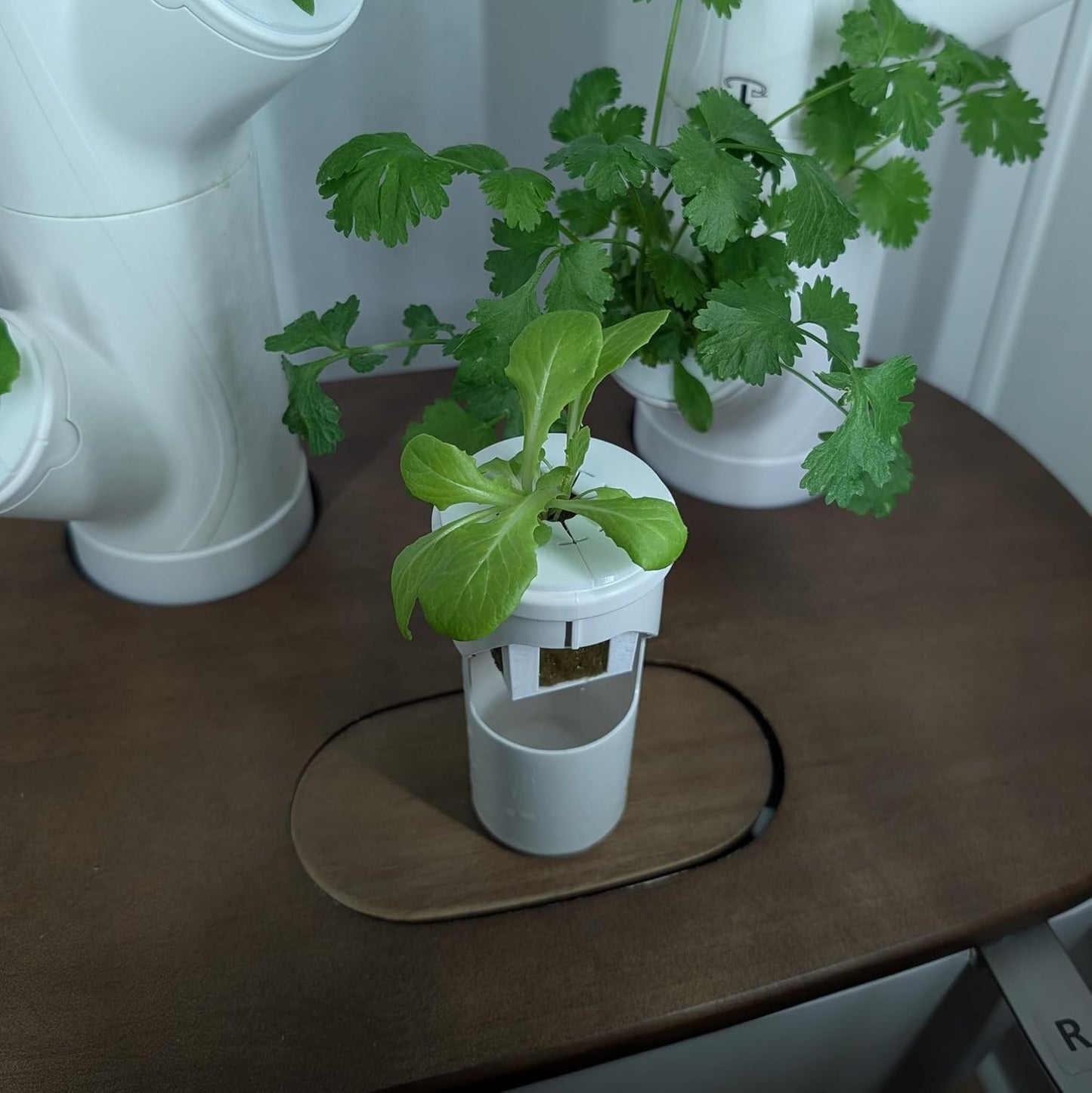 Grow Cubes for Hydroponic System/Compatible with Gardyn (20 Cubes+Rockwool)