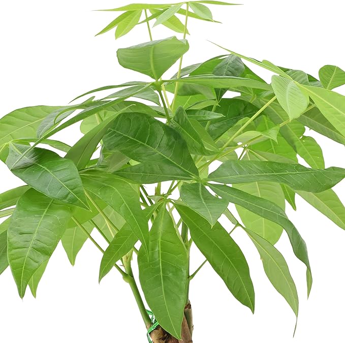 Money Tree Live Indoor Plant in 4 in. Plastic Grower Pot *Sold by Amazon and Arcadia Garden Products*