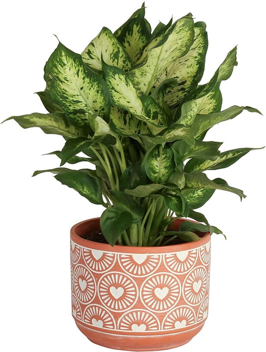 Costa Farms Dieffenbachia, Live Indoor Plant in Décor Plant Pot, Potted Houseplant in Potting Soil Mix, Real Plants Gift for Mom, Dad, 12-14 Inches Tall