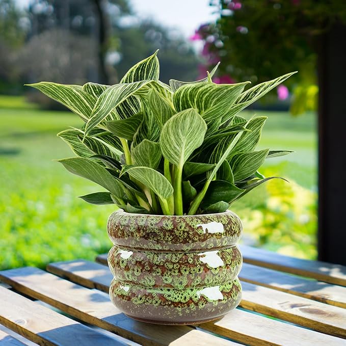 Ceramic 6 inch Plant Pot - Planter for Indoor Plants with Drainage Hole, Flower Pots for Orchid, Succulent,Outdoor Plants, Modern Glaze Planters for Home Office Decor Gift