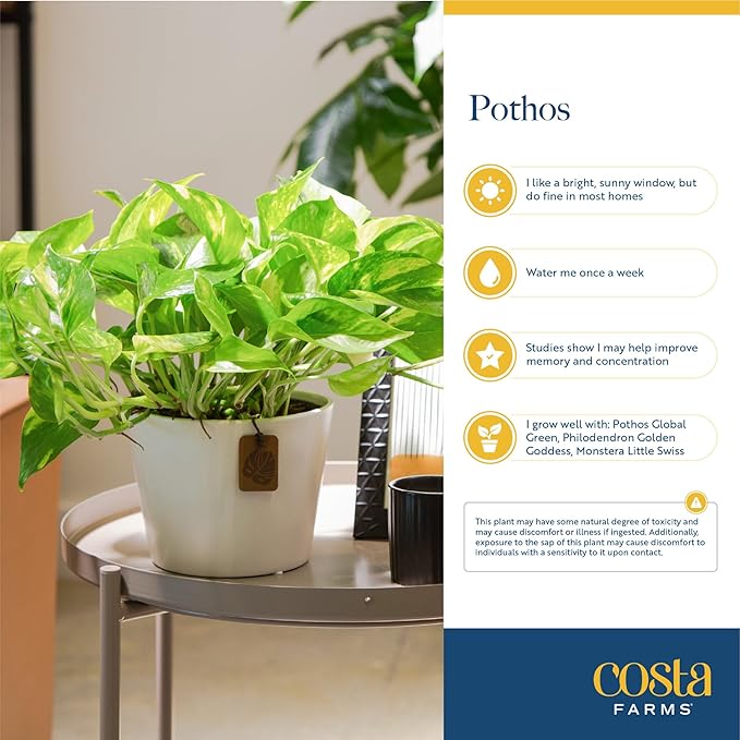 Costa Farms Pothos Live Plants (2-Pack), Easy Care Vining Live Indoor Houseplants, Air Purifier Trailing Plants Potted in Nursery Pots, Potting Soil, Gift for Office and Home Decor, 8-Inches Tall