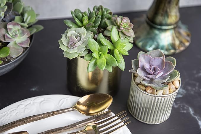 Succulents Plants Live (12PK) Potted Succulent Plants Live House Plants, Cactus Plants Live Plants Indoor Plants Live Houseplants, Indoor Plant Succulents Live Plant House Plant by Plants for Pets