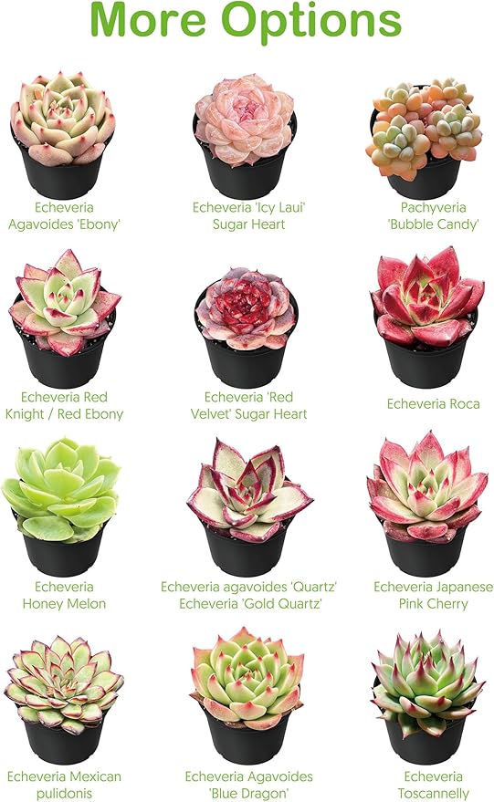 Live Succulents 'Bunny Ear Cactus' (4-inch), Succulent Plants Fully Rooted in Pots with Soil, Easy-Care House Plant for DIY, Home Office Decor, Wedding Party Favor