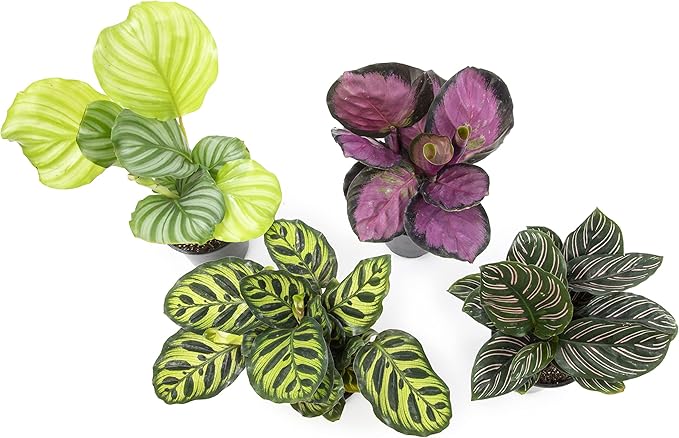 Calathea Prayer Plants Live House Plants Kit (4 PK), Calathea Plant Live Indoor Plants Live Houseplants, Live House Plants Indoors Live Plants Indoor, Live Indoor House Plants Live by Plants for Pets