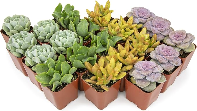 Succulents Plants Live (20PK) Potted Succulent Plants Live House Plants, Cactus Plants Live Plants Indoor Plants Live Houseplants, Indoor Plant Succulents Live Plant House Plant by Plants for Pets